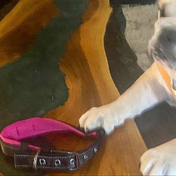 NWOT Black Rhino dog collar. Size Medium. Black and Pink color. - Picture 6 of 9